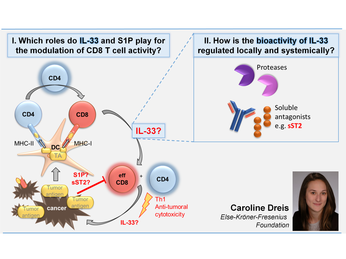 Modulation of IL-1/ IL-33 TIR signaling and its role for antigen-specific cytotoxic T lymphocyte activity